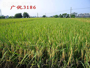 �V��(y��u)3186-ˮ���N��-�����N�I(y��)