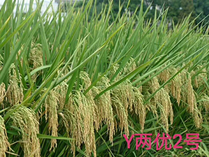 Y�Ƀ�(y��u)2̖-ˮ���N��-Ԭ�Z