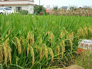 ���マ(y��u)89-ˮ���N��-Ԭ�Z