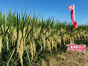 �ǃɃ�(y��u)551-ˮ���N��-Ԭ�Z