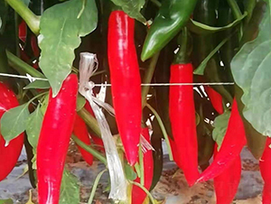 �����n��-�����N��-����r(n��ng)��