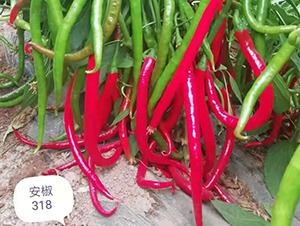 ����318-�����N��-����r(n��ng)��