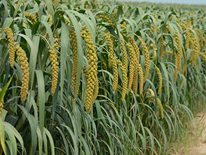 ԥ��42-���ӷN��-���(y��ng)�r(n��ng)��