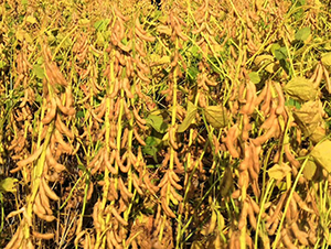 ����109-�󶹷N��-���(y��ng)�r(n��ng)��