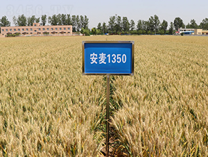 ����1350-С���N��-����r(n��ng)��