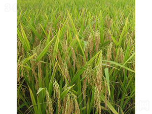 ���s8763-ˮ���N��-�Aï�߿�