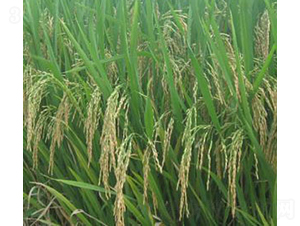 ���Ƀ�(y��u)805-ˮ���N��-�Aï�߿�