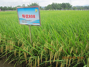 �؃�(y��u)808-ˮ���N��-�Aï�߿�