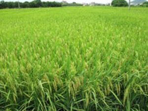 �S��(y��u)9802-ˮ���N��-�Aï�߿�