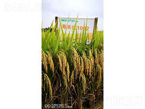 ���̃�(y��u)1002-ˮ���N��-�Aï�߿�