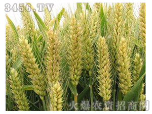 С���N�ӣ���������-ꖹ�578-�S�T�N�I(y��)