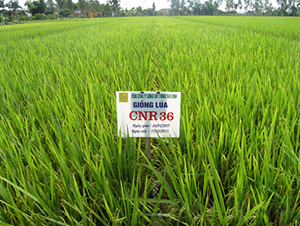 D��(y��u)13-ˮ���N��-���C�N�I(y��)