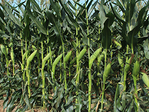 �}��6855-���׷N��-���C�N�I(y��)