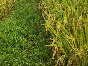 �V�Ƀ�(y��u)6308-ˮ���N��-���C�N�I(y��)