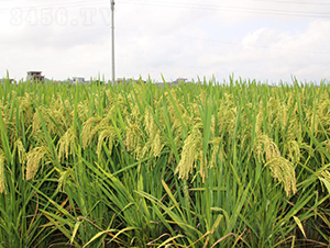 ����3724-ˮ���N��-���C�N�I(y��)