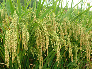 II��(y��u)3301-ˮ���N��-���C�N�I(y��)