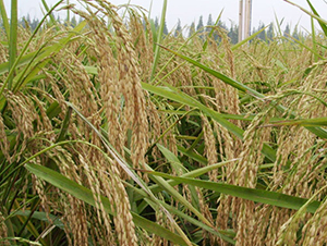 �Ƀ�(y��u)389-ˮ���N��-ϣ���N�I(y��)