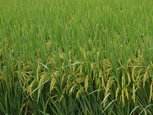 C�Ƀ�(y��u)7̖(h��o)-ˮ���N��-ϣ���N�I(y��)