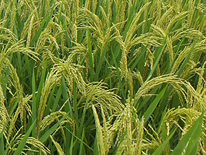 ����(y��u)844-ˮ���N��-ϣ���N�I(y��)