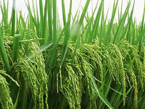 N�Ƀ�(y��u)1̖-ˮ���N��-ϣ���N�I(y��)