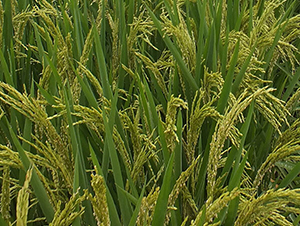 ���Ƀ�(y��u)511-ˮ���N��-ϣ���N�I(y��)