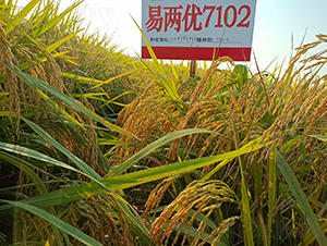 �׃Ƀ�(y��u)7102-ˮ���N��-���A���r(n��ng)