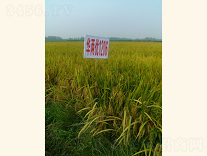 �A�Ƀ�(y��u)1206-ˮ���N��-���A���r(n��ng)