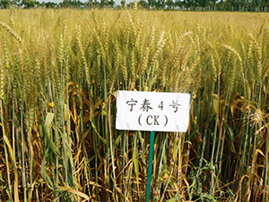 ����4̖-С���N��-���S�N�I(y��)