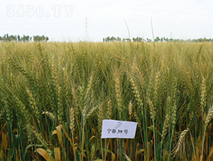 ����39̖-С���N��-���S�N�I(y��)