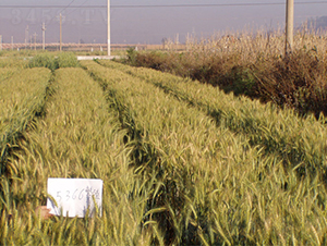 ����50̖-С���N��-���S�N�I(y��)