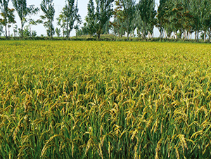 ����105̖(h��o)-ˮ���N��-���S�N�I(y��)