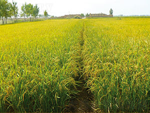 ����24̖(h��o)-ˮ���N��-���S�N�I(y��)