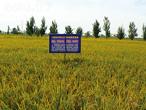 ����36̖-ˮ���N��-���S�N�I(y��)