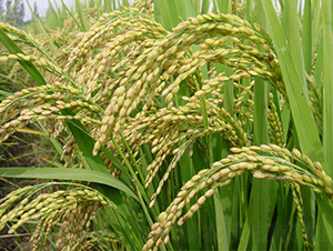 ����45̖-ˮ���N��-���S�N�I(y��)