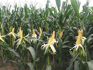 �y�d811-���׷N��-�y�d�N�I(y��)