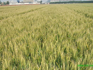 ����20-С���N��-�y�d�N�I(y��)