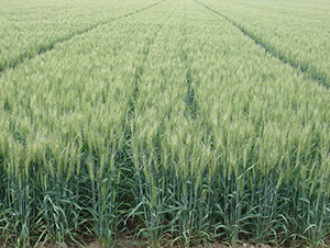 ����21-С���N��-�y�d�N�I(y��)