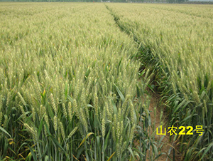 ɽ�r(n��ng)22̖-С���N��-�y�d�N�I(y��)