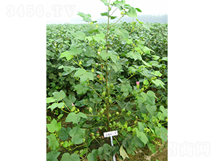 ������37-�޻��N��-�y�d�N�I(y��)