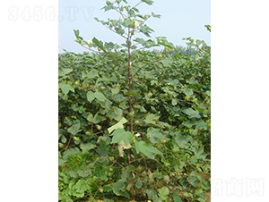 �ƿ���2̖-�޻��N��-�y�d�N�I(y��)