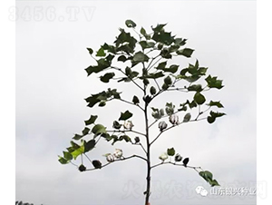 �y�d��28-�޻��N��-�y�d�N�I(y��)