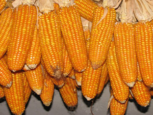 紅單六號(hào)-玉米種子-田豐種業(yè)