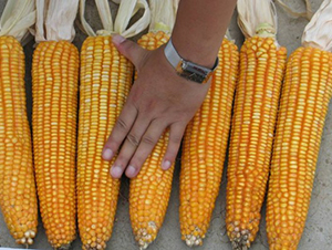 田豐8號-玉米種子-田豐種業(yè)