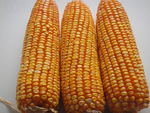 田玉9號-玉米種子-田豐種業(yè)