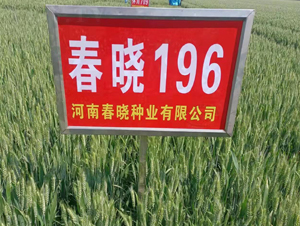 ����196-С���N��-���ԷN�I(y��)