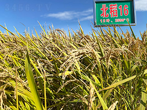 ����16̖(h��o)-ˮ���N��-���ϷN�I(y��)