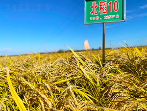 ����10̖-ˮ���N��-���ϷN�I(y��)