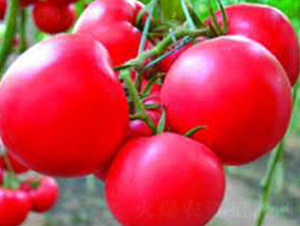 �ɴ�230-���ѷN��-�Ɲ�(r��n)�N�I(y��)