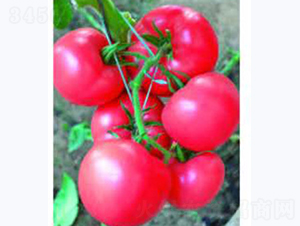 �ɴ�203-���ѷN��-�Ɲ�(r��n)�N�I(y��)