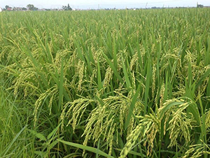 �68-ˮ���N��-���߷N�I(y��)